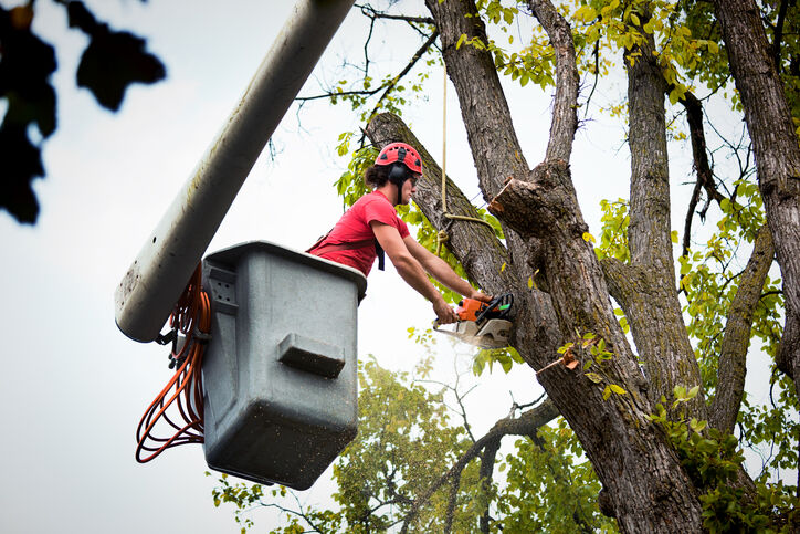 Tree Removal by Southern Tree Services LLC