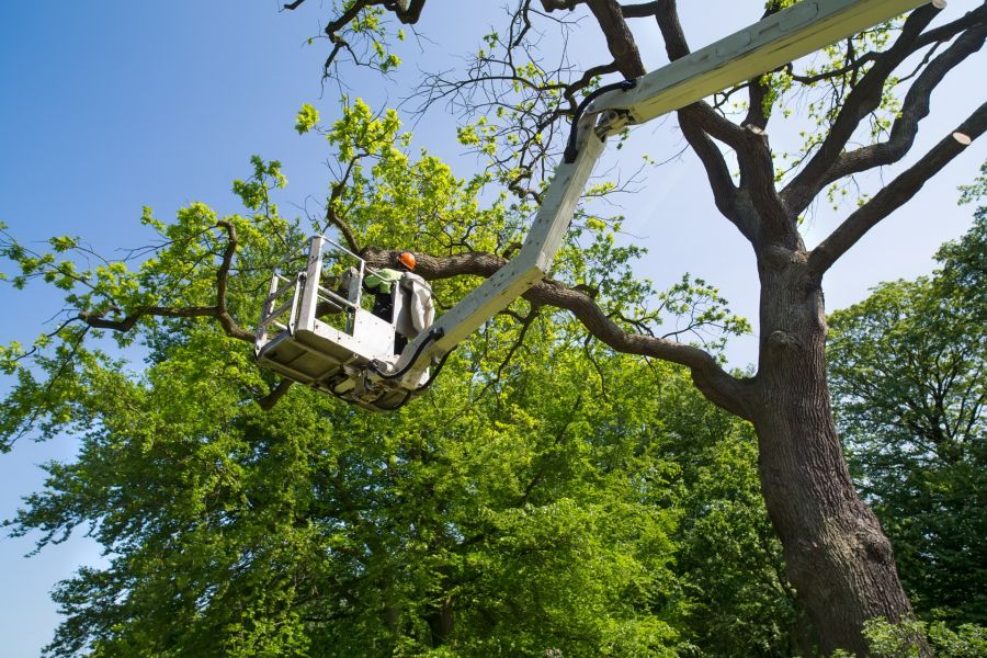 Tree Services by Southern Tree Services LLC