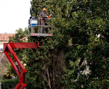 Tree Services in Belleview, Florida by Southern Tree Services LLC