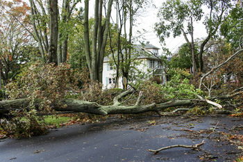 Storm damage cleanup in Belleview, Florida by Southern Tree Services LLC
