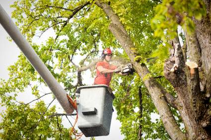 Tree pruning and trimming in Belleview, Florida by Southern Tree Services LLC