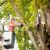 Belleview Pruning & Trimming by Southern Tree Services LLC