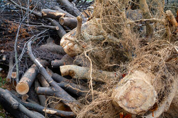 Tree Debris Removal in Belleview, Florida by Southern Tree Services LLC