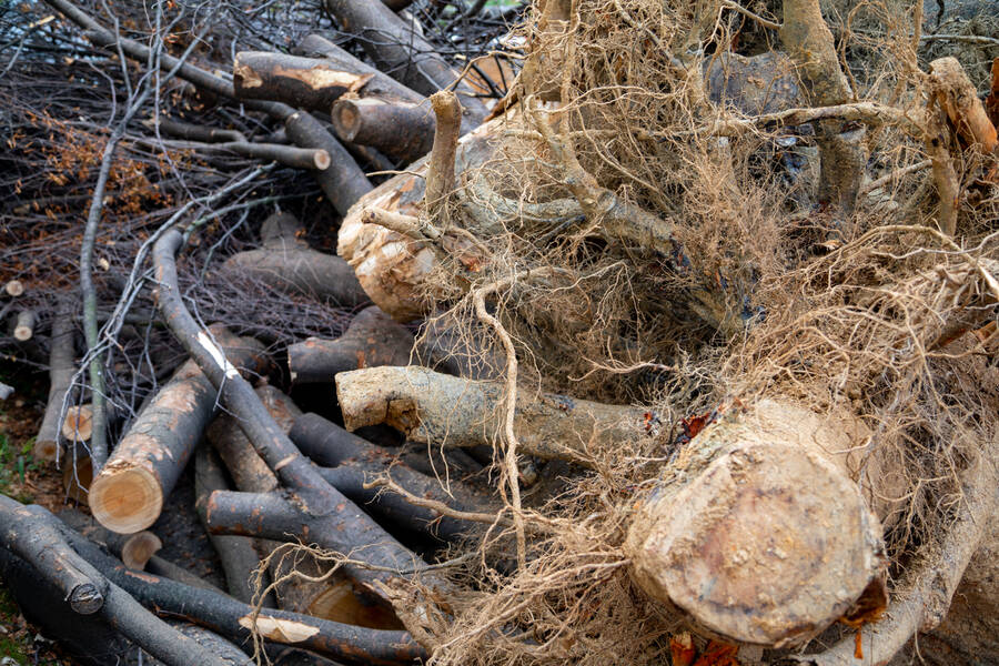 Tree Debris Removal by Southern Tree Services LLC