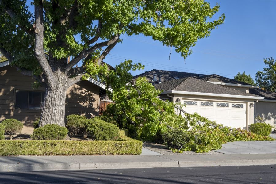 Fallen tree branch blocking a suburban driveway outside a house, needing emergency tree removal