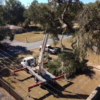 Tree Removal in Spring Hill, FL (1)