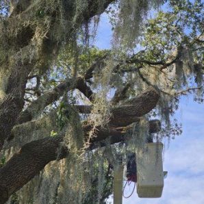 Tree Services in Ocala, FL (2)