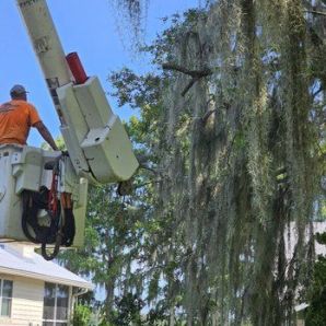Tree Services in Ocala, FL (1)